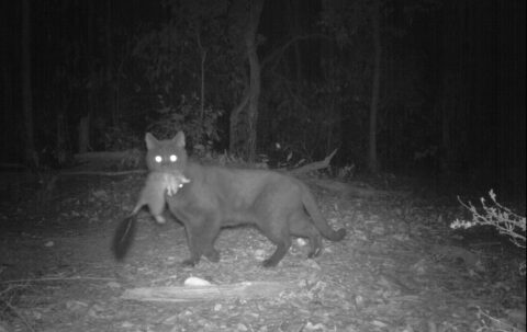 Marika Maxwell Feral Cat and Phascogale