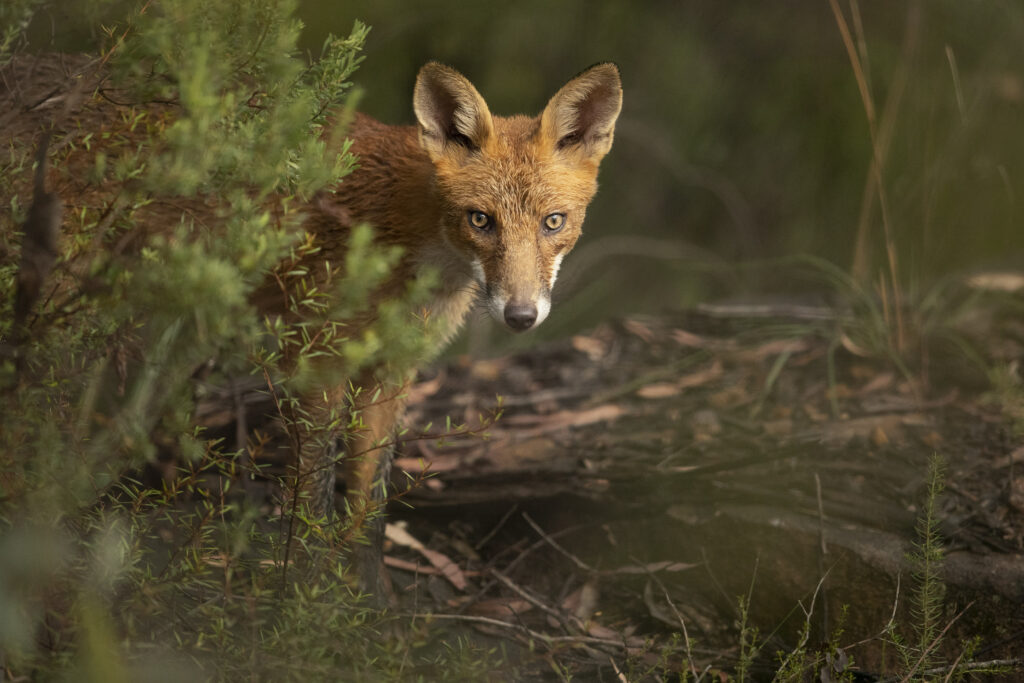 The hidden observer