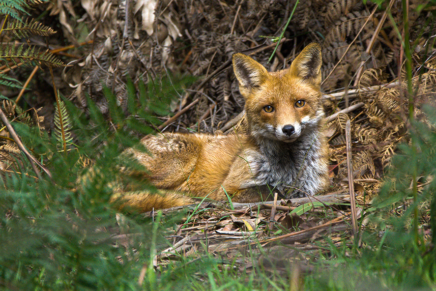 Fox_Eastham-David