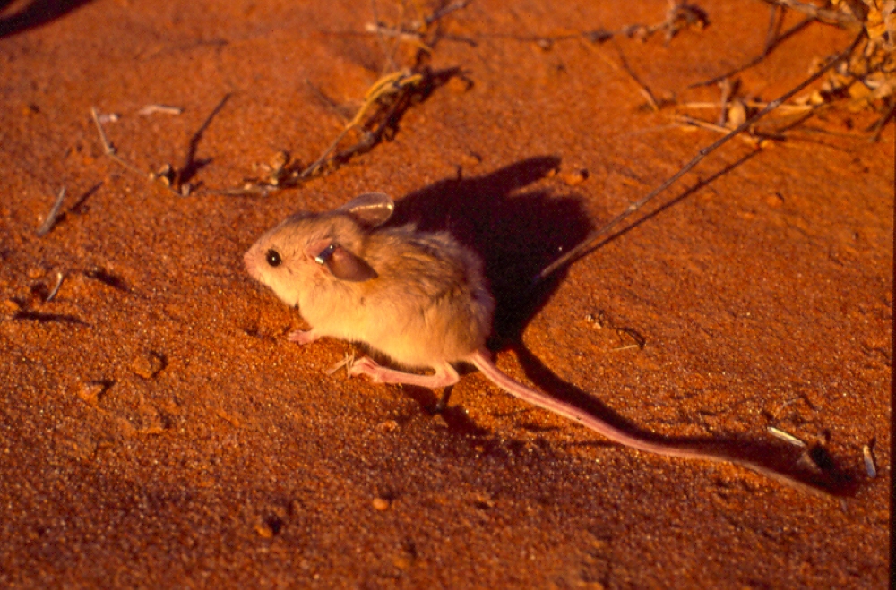 Adult Dusky Hopping Mouse (Notomys_fuscus). Photo by Katemosarid. Published under a Creative Commons licence.