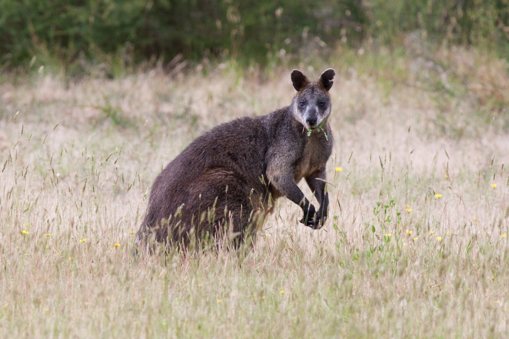 Swamp Wallaby, Wallabia bicolor. Dutson Downs. Victoria. Photo by Rodney Start. Copyright: Museums Victoria. CC BY-NC