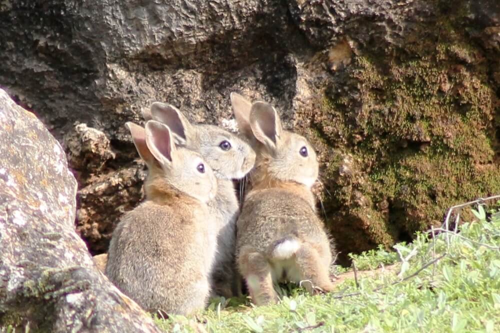 Rabbits. Credit Chris Lane.