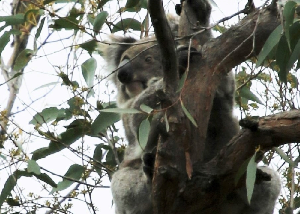 Koala. Credit: G Basnett