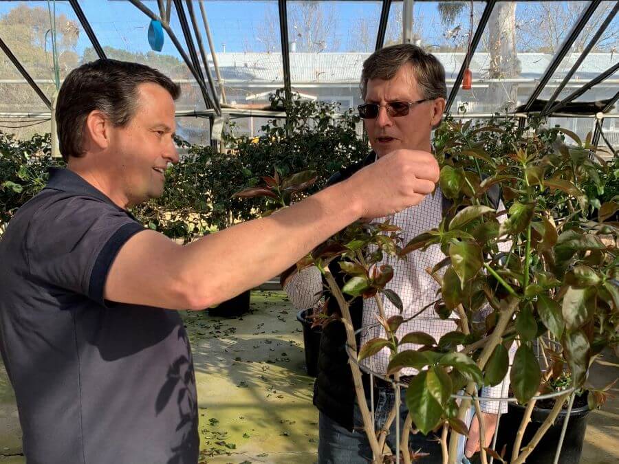 Dr Andrew McConnachie shows laboratory cultures of the leaf cactus (Pereskia aculeata) to Bruce Christie
