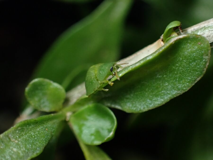 Leaf-feeding beetle - Cassida distinguenda - Credit CSIRO