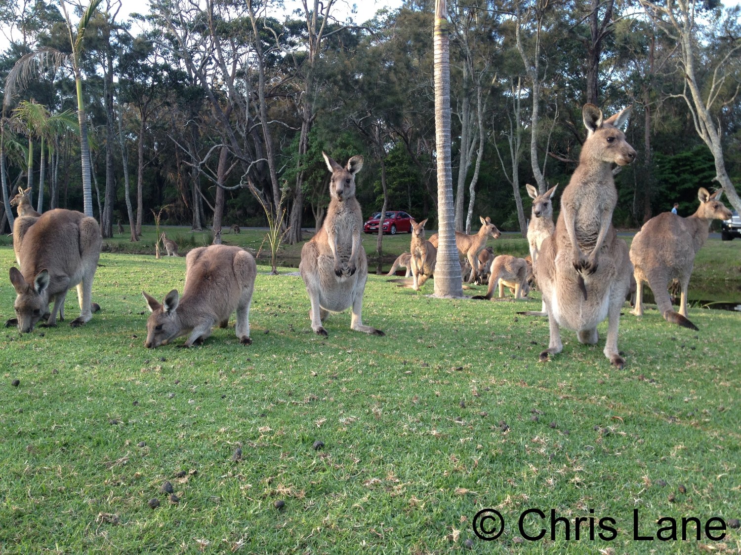 kangaroos