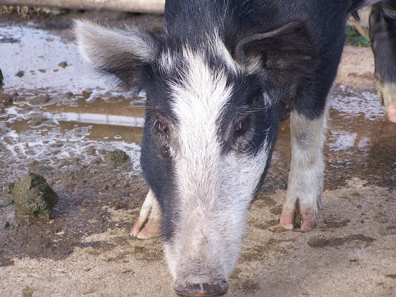 feral pig