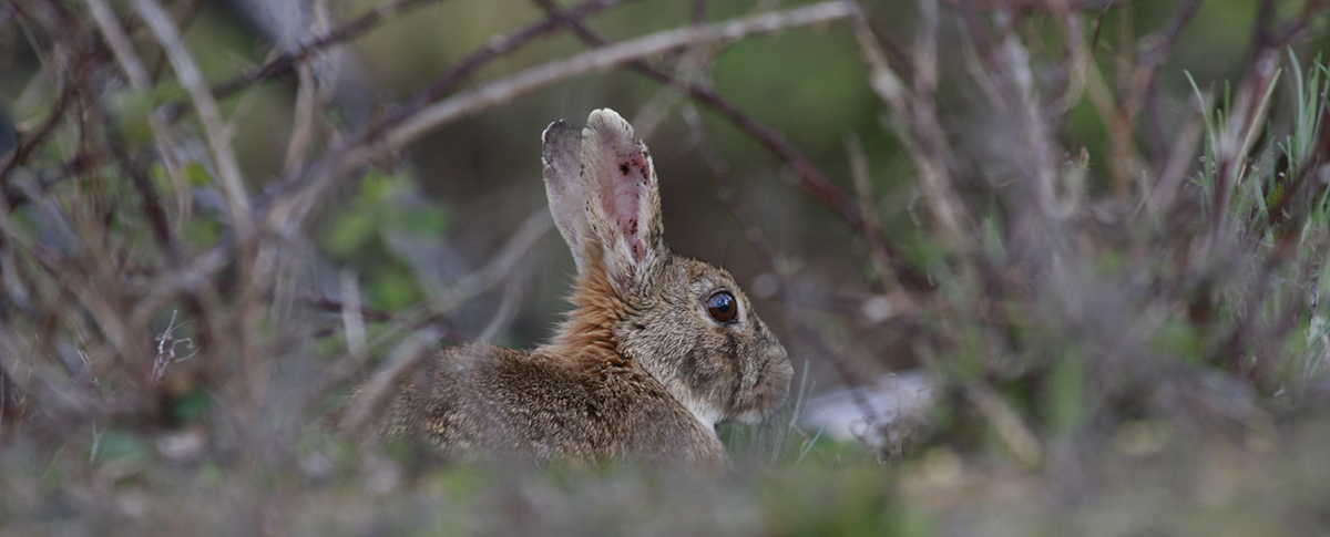rabbit