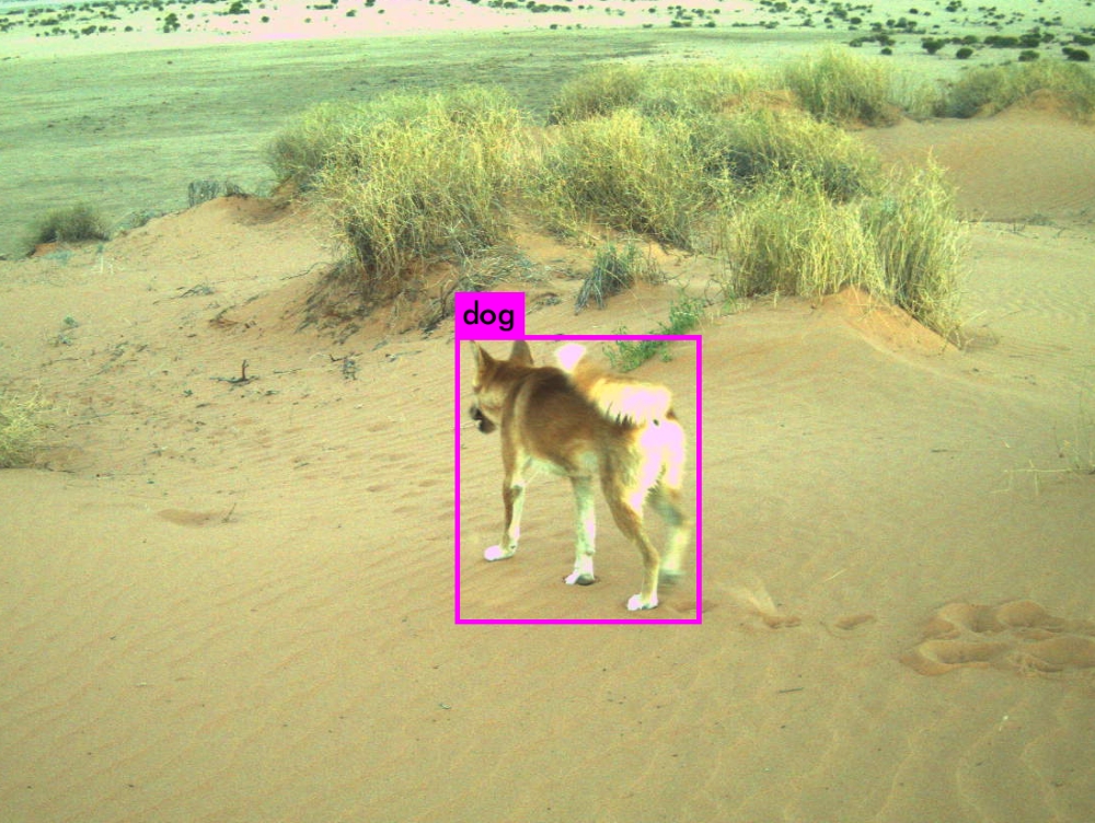 wild dog detection