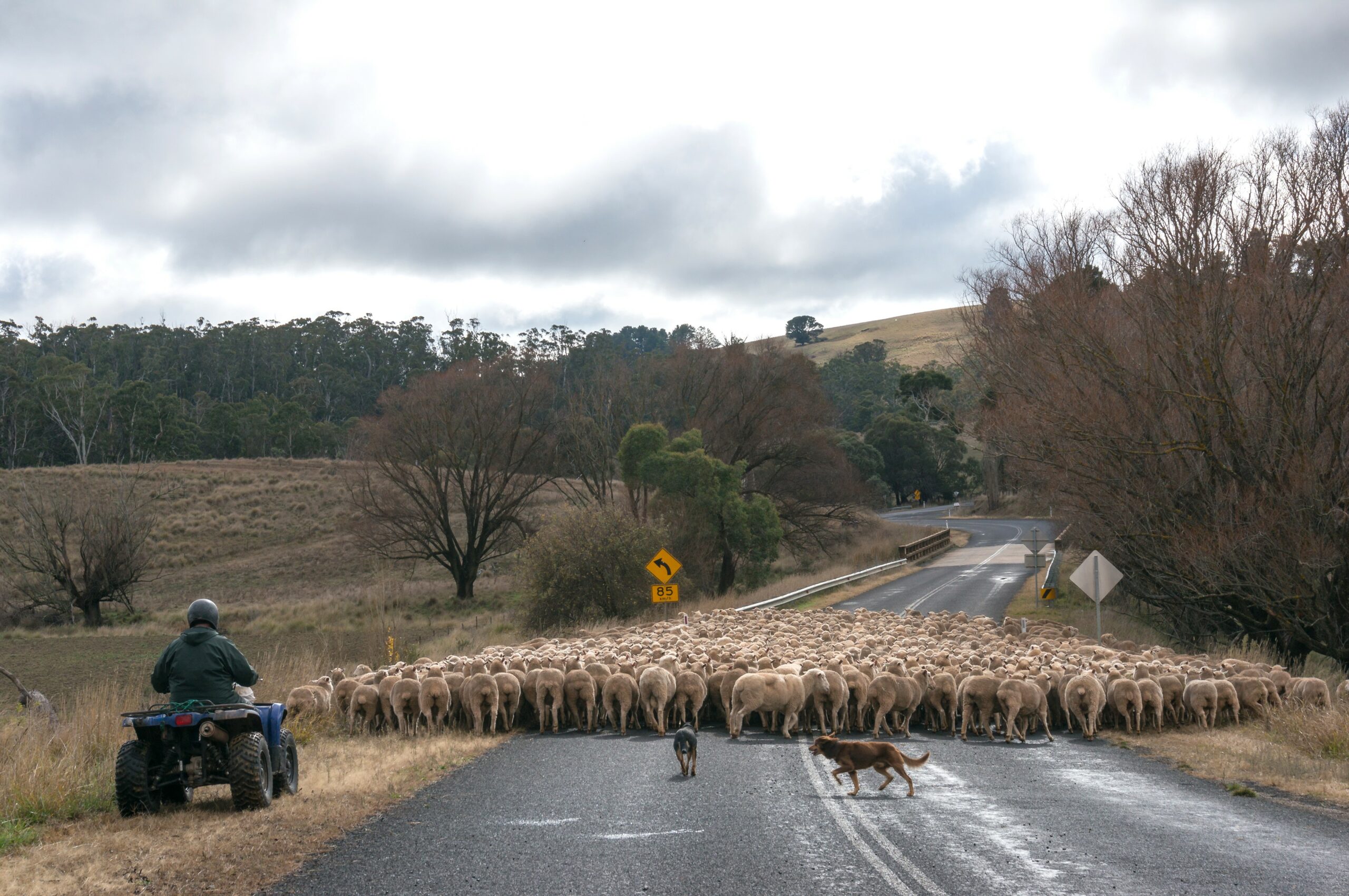 mustering sheep