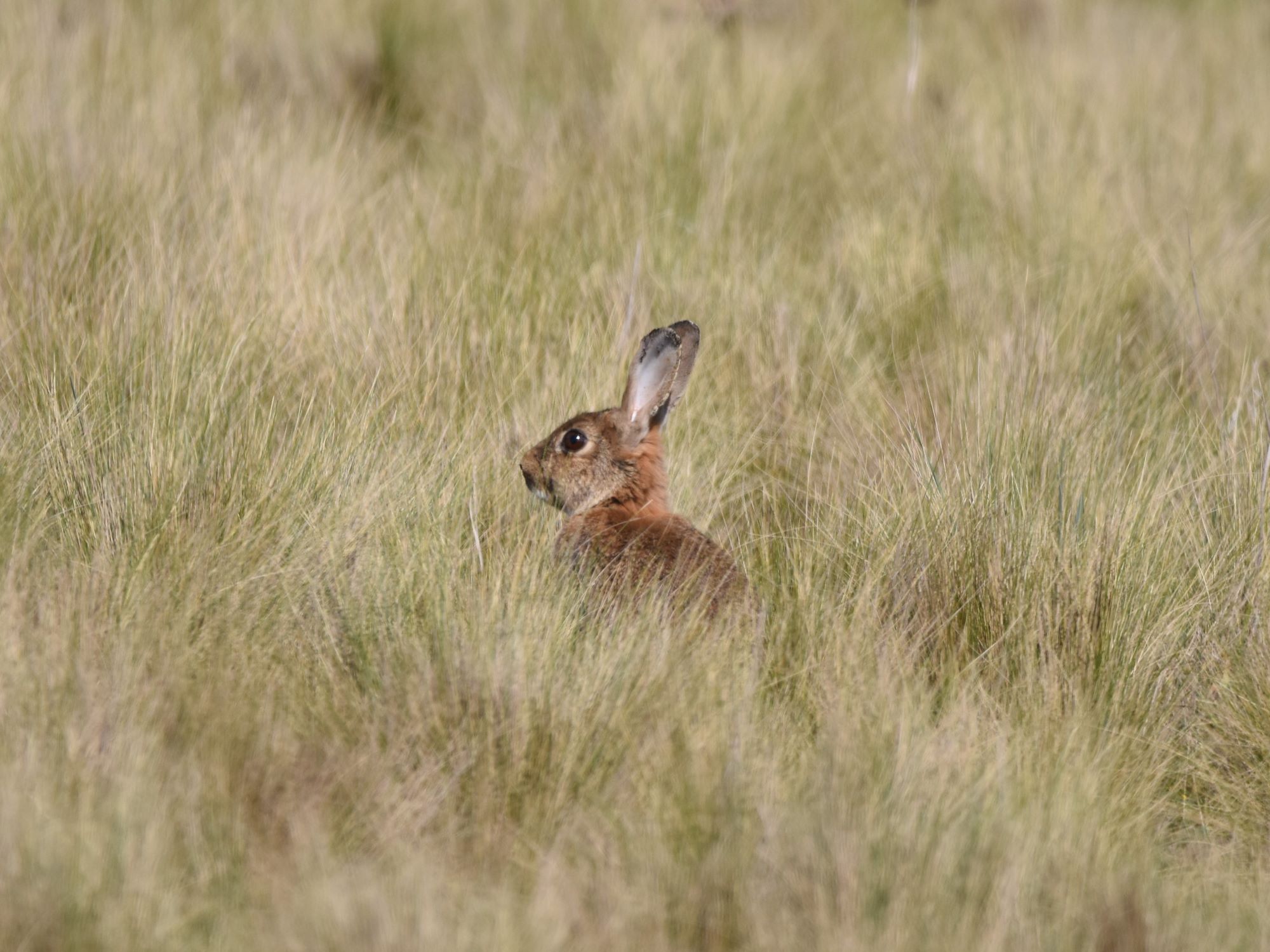 rabbit in grass