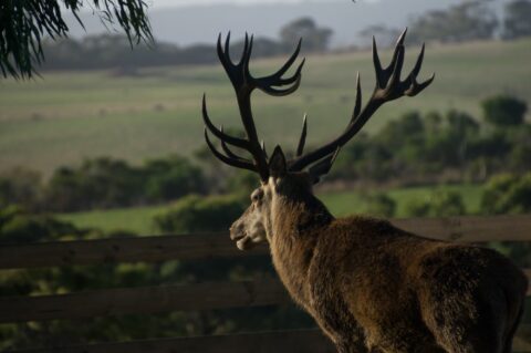 feral deer