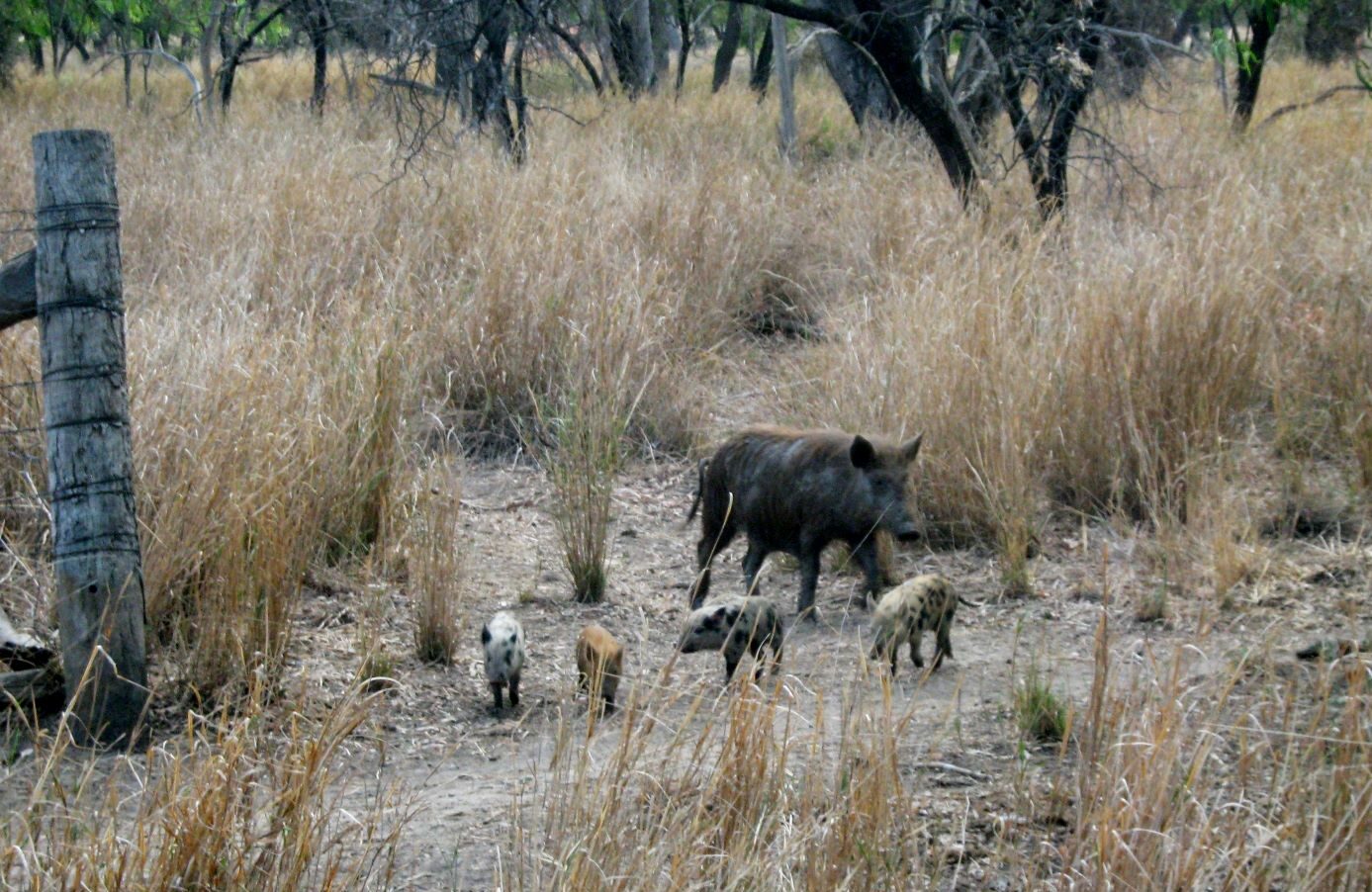 Feral pigs: sow and piglets.