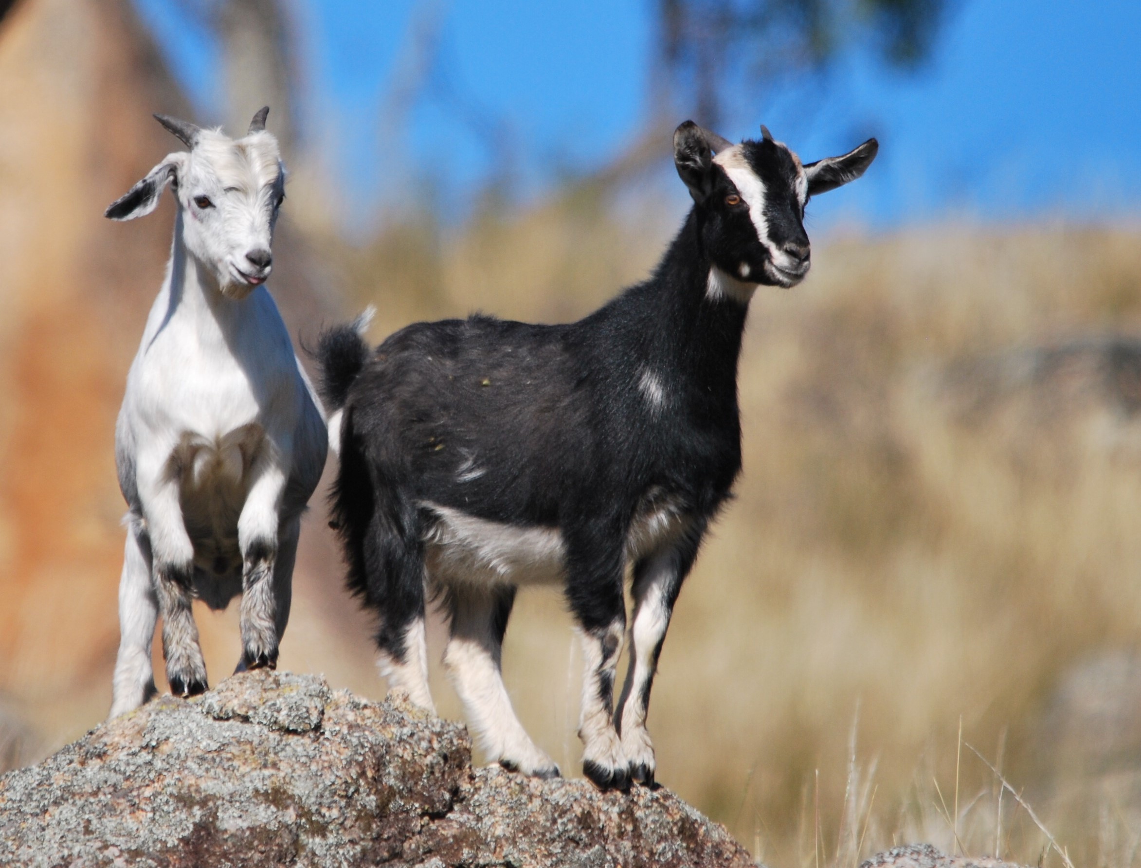 Young feral goats in the landscape.