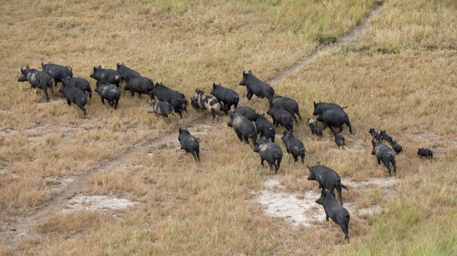 Feral pigs in the landscape.