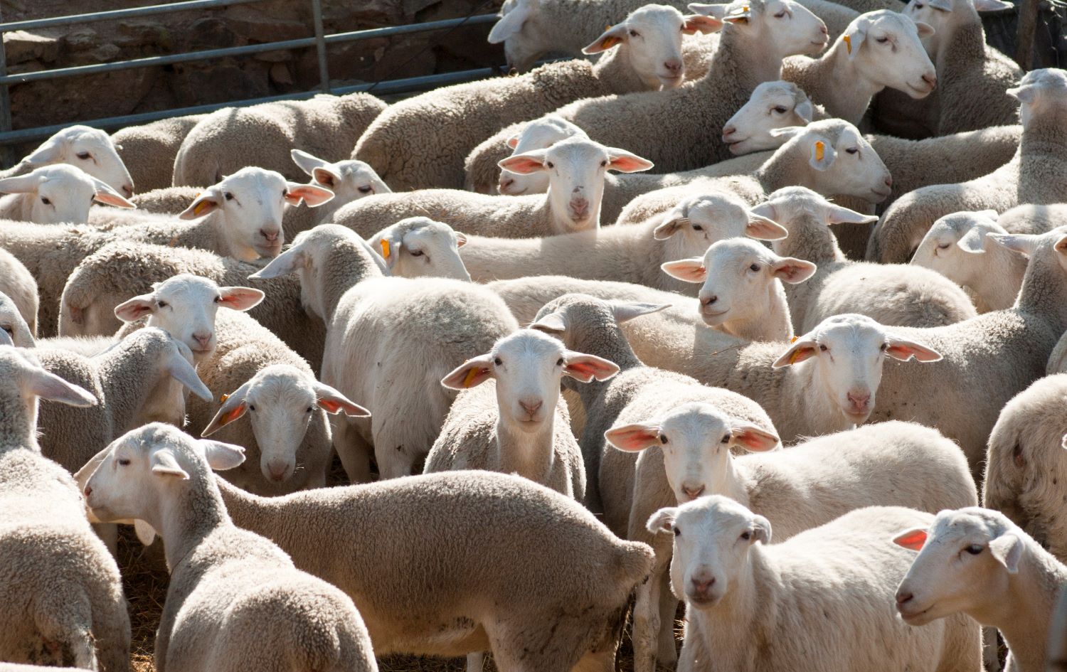Mob of sheep.