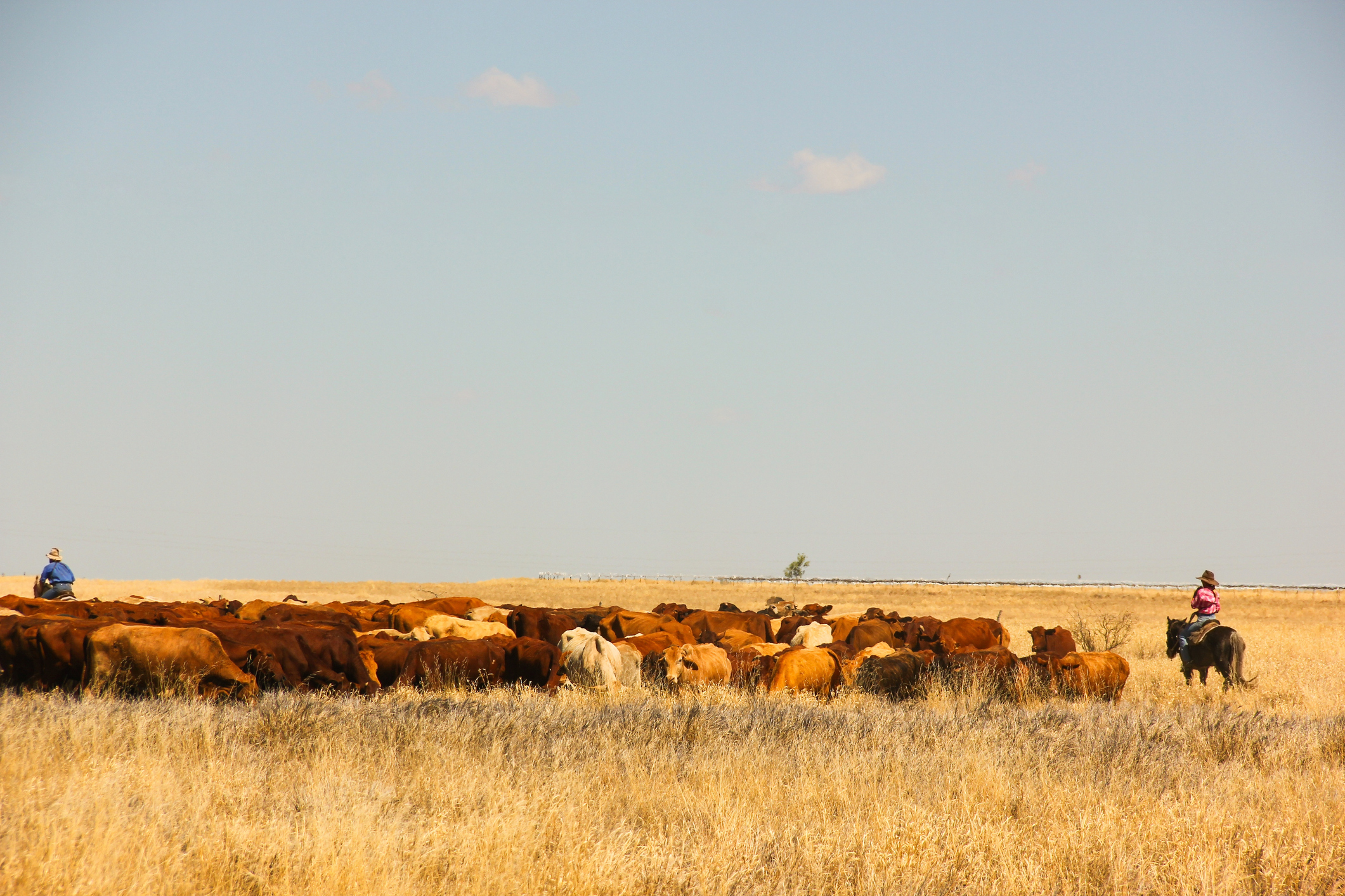 Mustering beef cattle in the landscape.